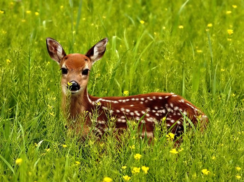الغزال مخلوق رائع وجميل  Baby-deer